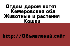 Отдам даром котят  - Кемеровская обл. Животные и растения » Кошки   